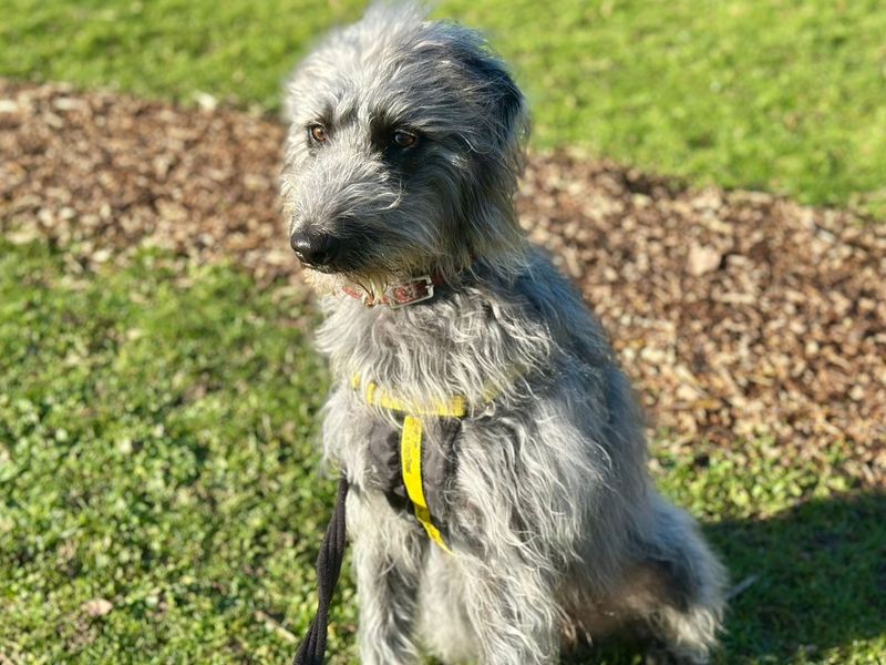 Scully | Terrier (Bedlington) Cross | Canterbury - 2
