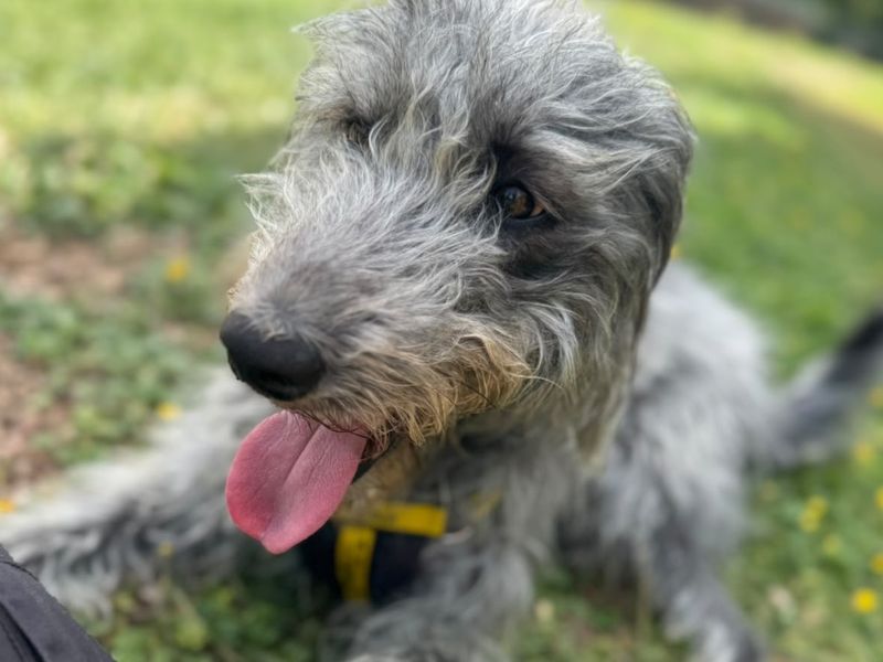 Scully | Terrier (Bedlington) Cross | Canterbury - 3