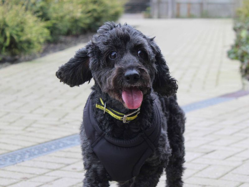 Cocker Spaniel for adoption in Sadberge, Durham – 8 years old - Image 2 of 2