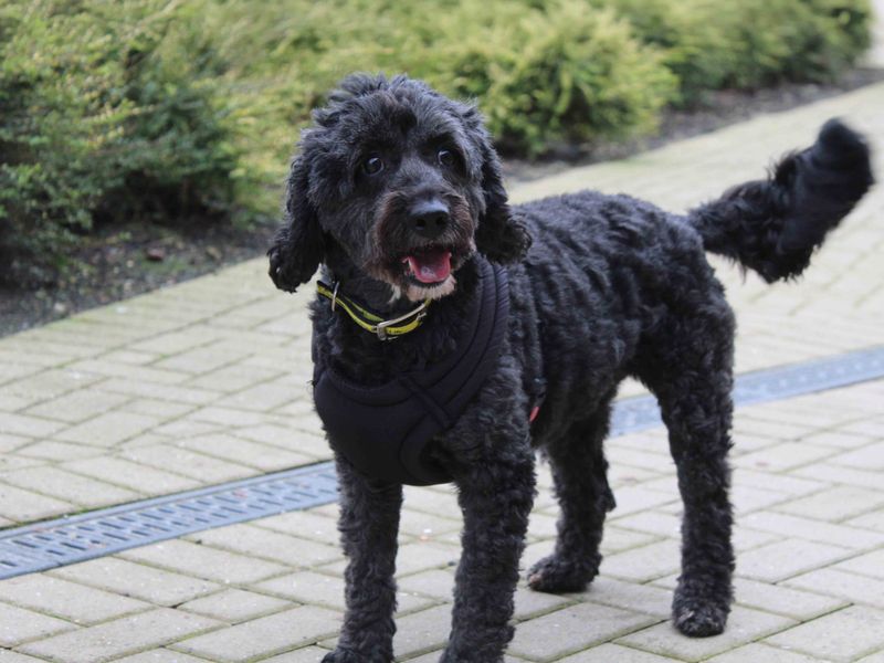 Cocker Spaniel for adoption in Sadberge, Co Durham – 8 years old