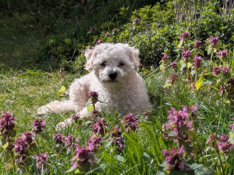 undefined | Bichon Frise Cross | undefined - 3