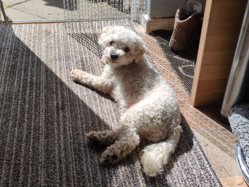 undefined | Bichon Frise Cross | undefined - 2