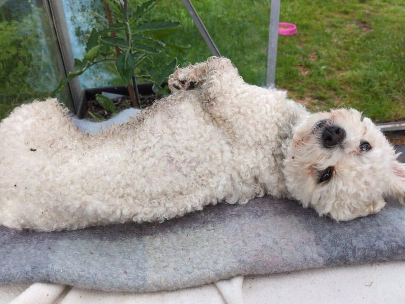 undefined | Bichon Frise Cross | undefined - 1