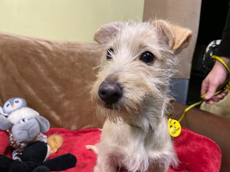 Buttons, a Unknown old male Unknown available for adoption from Dogs Trust in Cumbria, North West
