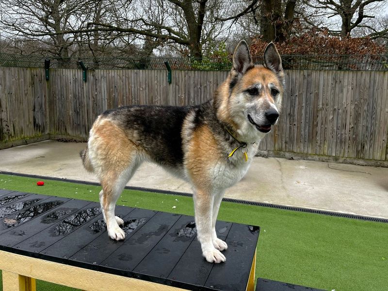 Siberian Husky for adoption in Chestfield, Kent – 7 years old - Image 2 of 3