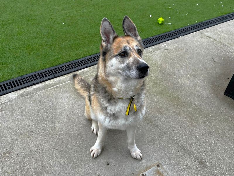 Siberian Husky for adoption in Chestfield, Kent – 7 years old - Image 3 of 3