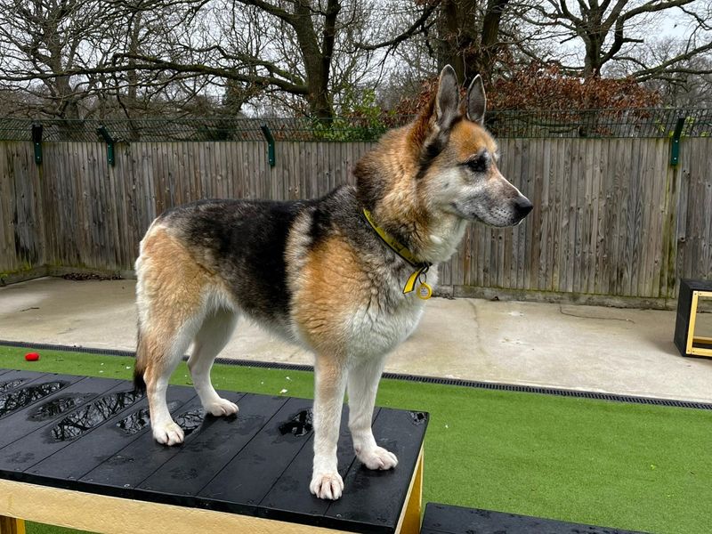 German Shepherd for adoption in Chestfield, Kent – 7 years old