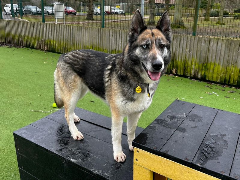 Lottie - Image 2 of 3