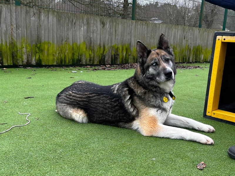 Lottie, a 6 years old female Siberian Husky available for adoption from Dogs Trust in Canterbury, Kent