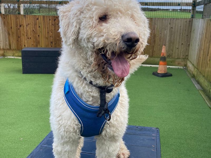 Barney - Image 2 of 2