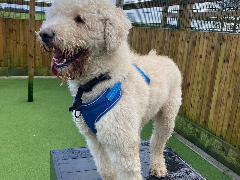 Barney | Poodle (Standard) Cross | Ballymena (Northern Ireland) - 1