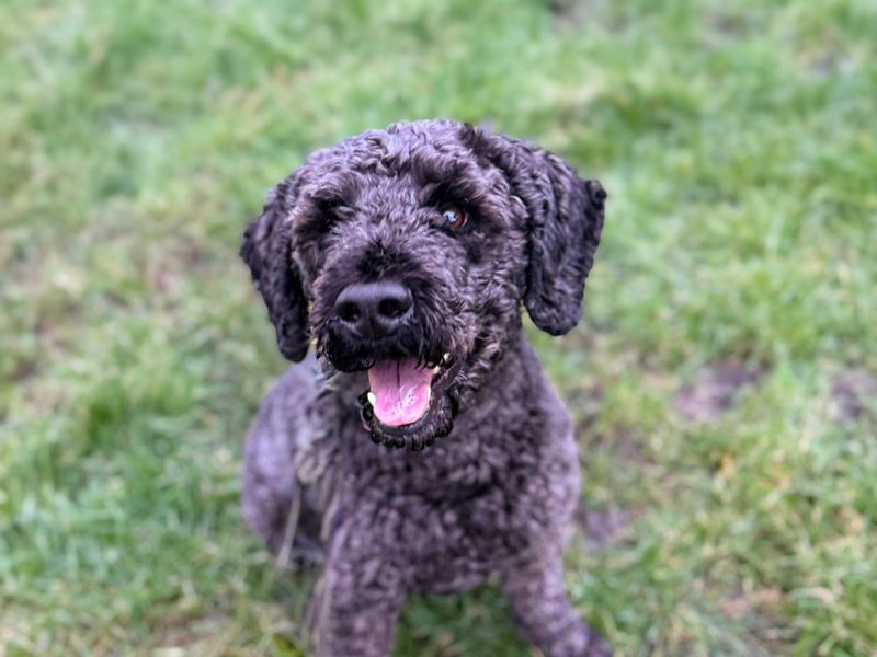 Olly - Image 2 of 2