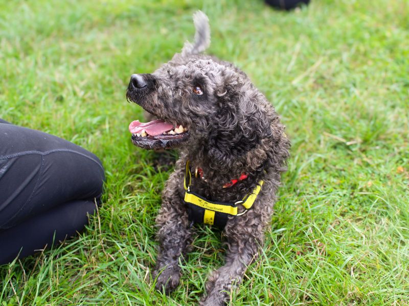 Olly | Spaniel (Cocker) Cross | Shoreham (Sussex) - 2