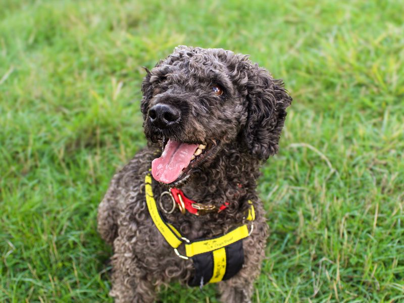 Olly | Spaniel (Cocker) Cross | Shoreham (Sussex) - 4