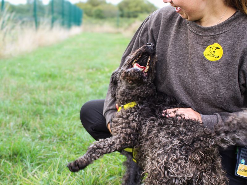 Olly | Spaniel (Cocker) Cross | Shoreham (Sussex) - 5