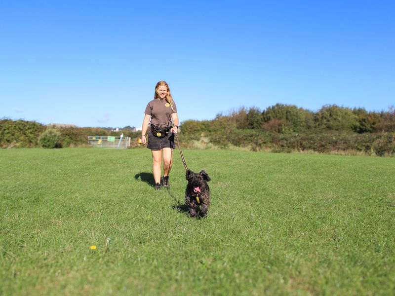 Olly | Spaniel (Cocker) Cross | Shoreham (Sussex) - 7