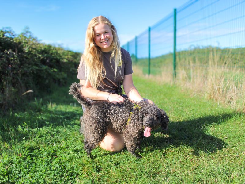 Olly | Spaniel (Cocker) Cross | Shoreham (Sussex) - 1