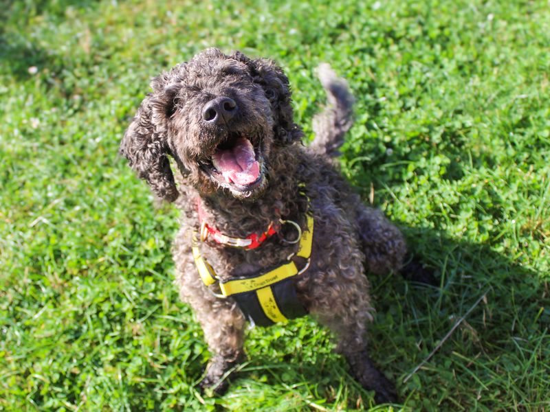 Olly | Spaniel (Cocker) Cross | Shoreham (Sussex) - 3
