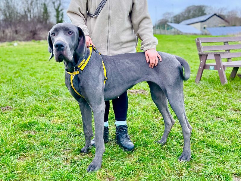 Great Dane for adoption in Mid Glamorgan, Wales – 1 year old