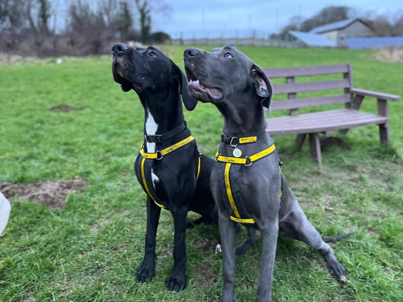 Great Dane Dogs And Puppies For Adoption