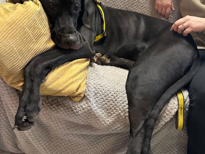 Dolly - Image 3 of 4