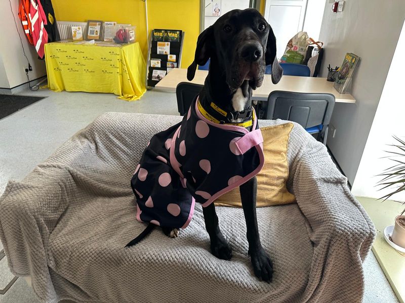 Dolly - Image 4 of 4