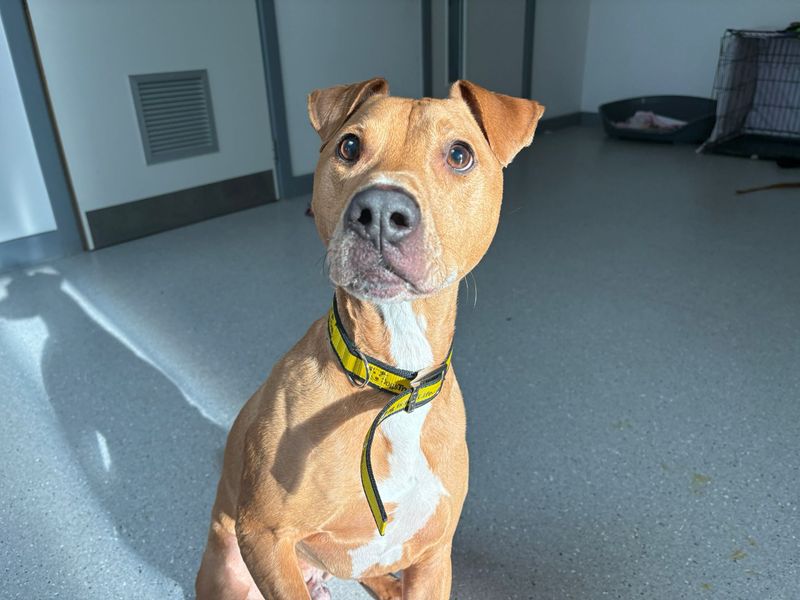 Staffordshire Bull Terrier for adoption in Cardiff, Glamorgan – 8 years old