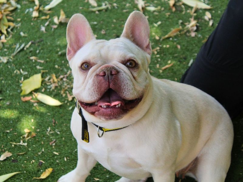 Honey | French Bulldog | Manchester - 9