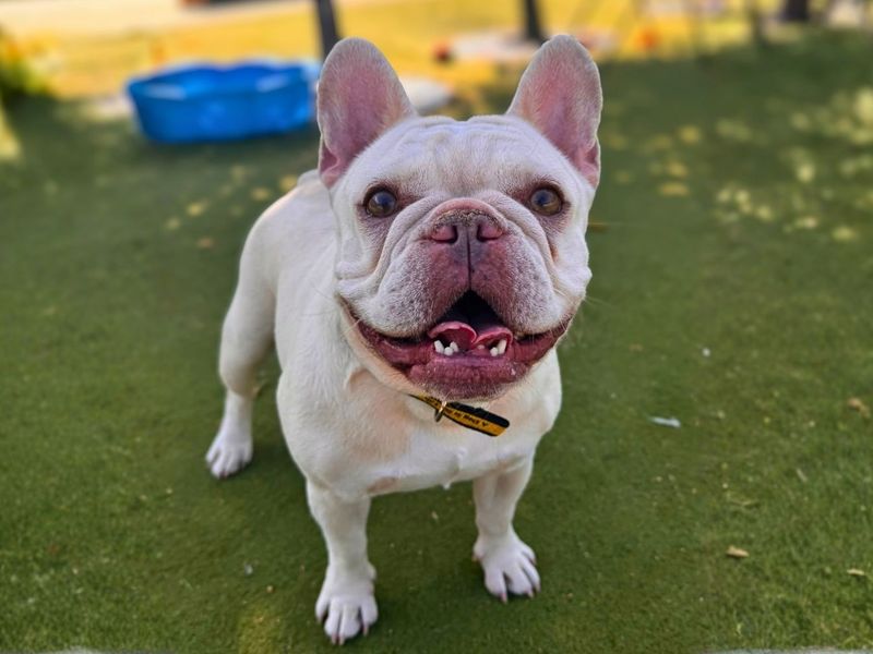 Honey | French Bulldog | Manchester - 7