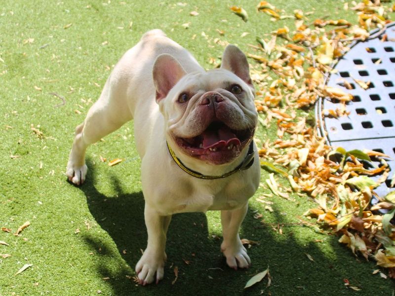 Honey | French Bulldog | Manchester - 4