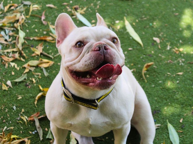 Honey | French Bulldog | Manchester - 2
