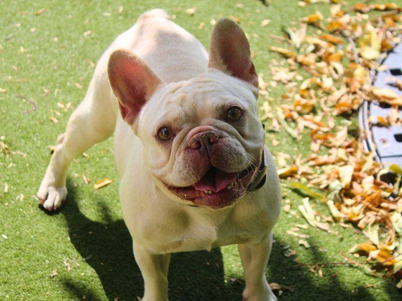 Honey | French Bulldog | Manchester - 6