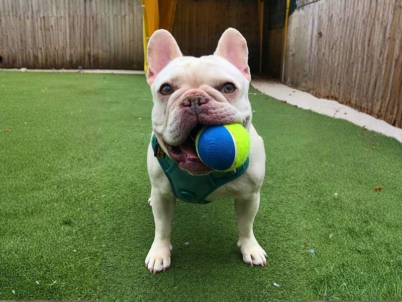 Honey | French Bulldog | Manchester - 3