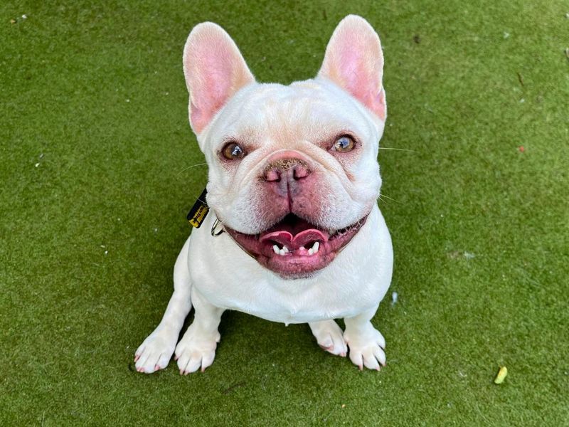 Honey | French Bulldog | Manchester - 8