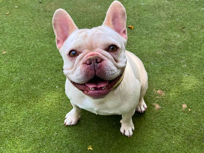 Honey | French Bulldog | Manchester - 5