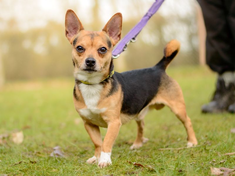 Jack Russell Terrier for adoption in Kenilworth, Warks – 5 years old
