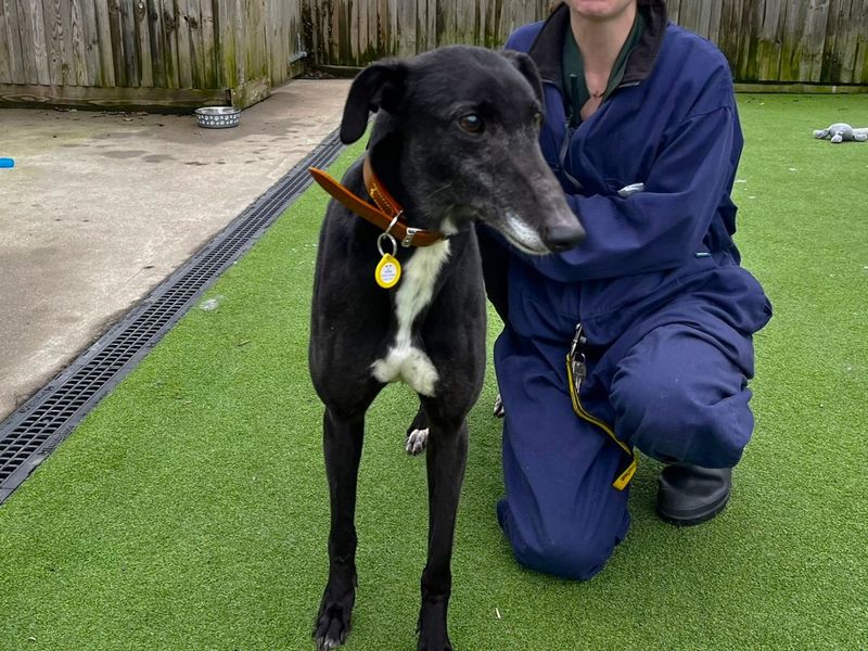 Greyhound for adoption in Chestfield, Kent – 9 years old - Image 3 of 3