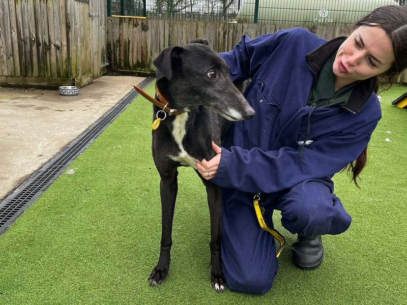 Greyhound for adoption in Chestfield, Kent – 9 years old - Image 2 of 3