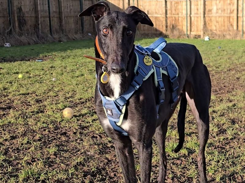 Layton Longlegs - Image 2 of 3