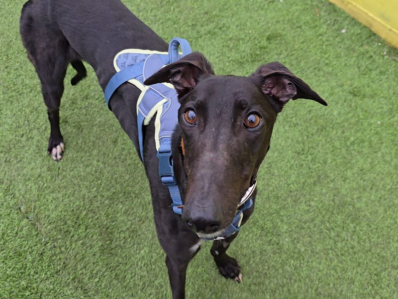 Layton Longlegs - Image 3 of 3