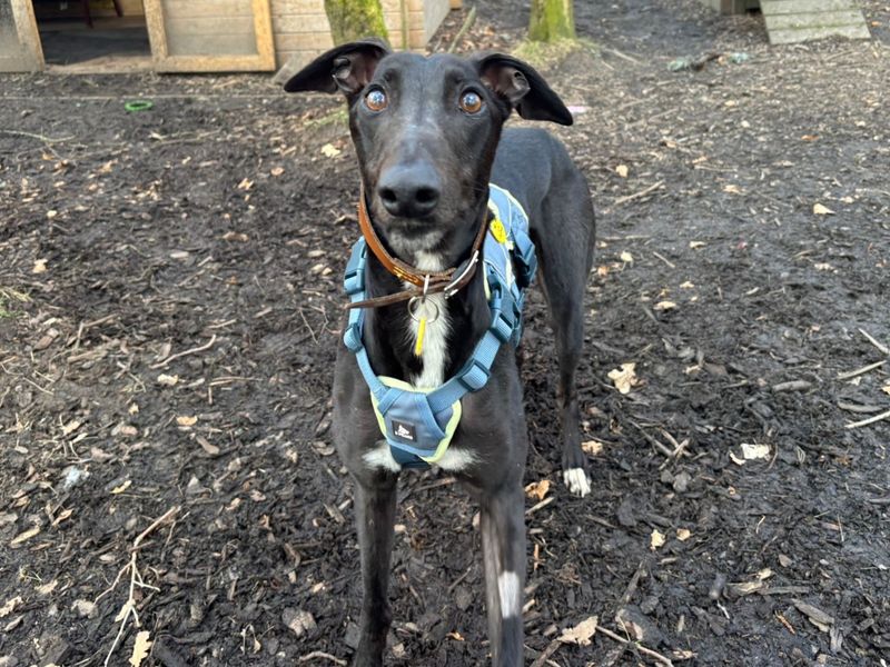 Greyhound Dogs And Puppies For Adoption