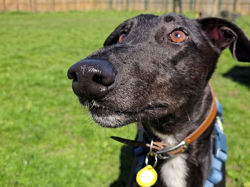 Layton Longlegs | Greyhound | West Calder (Edinburgh) - 1