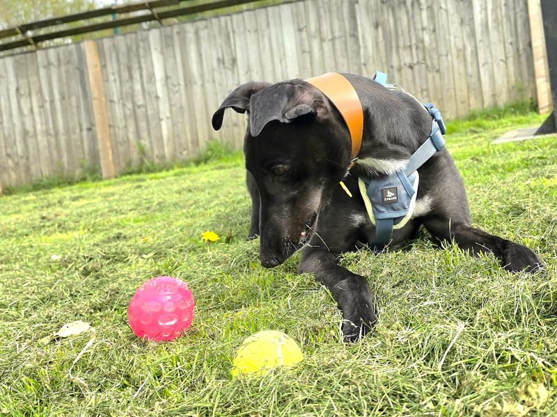 Layton Longlegs | Greyhound | West Calder (Edinburgh) - 7