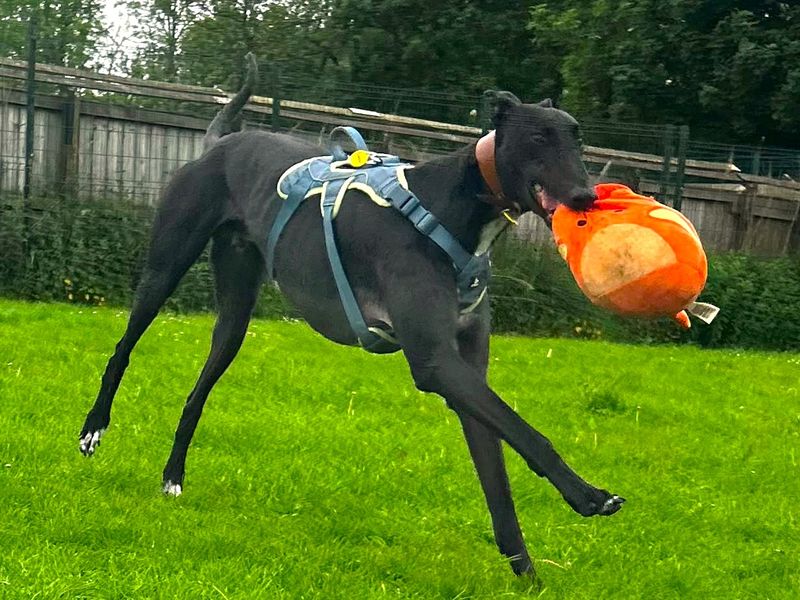 Layton Longlegs | Greyhound | West Calder (Edinburgh) - 8