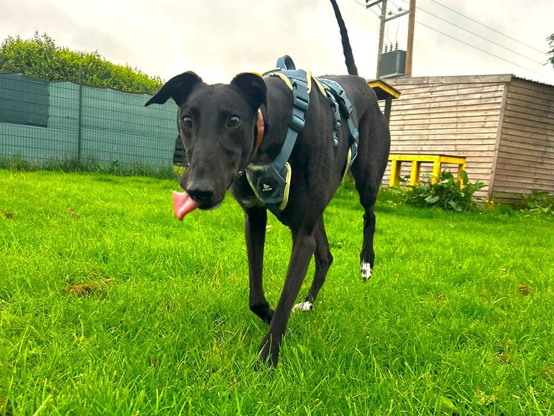 Layton Longlegs | Greyhound | West Calder (Edinburgh) - 5