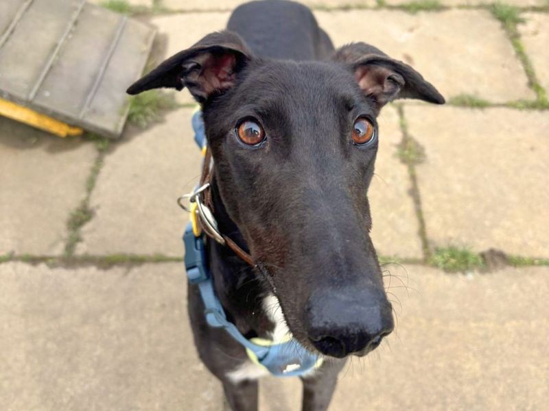 Layton Longlegs | Greyhound | West Calder (Edinburgh) - 11