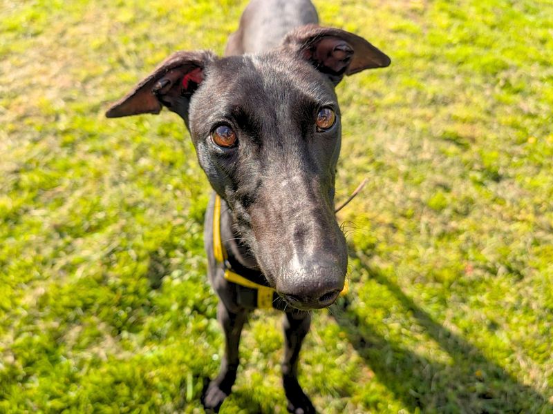 Layton Longlegs | Greyhound | West Calder (Edinburgh) - 2