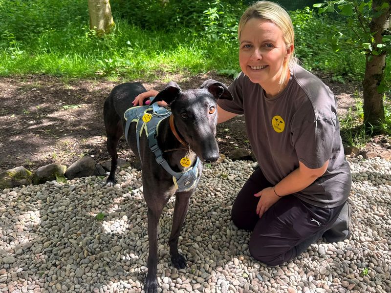 Layton Longlegs | Greyhound | West Calder (Edinburgh) - 1
