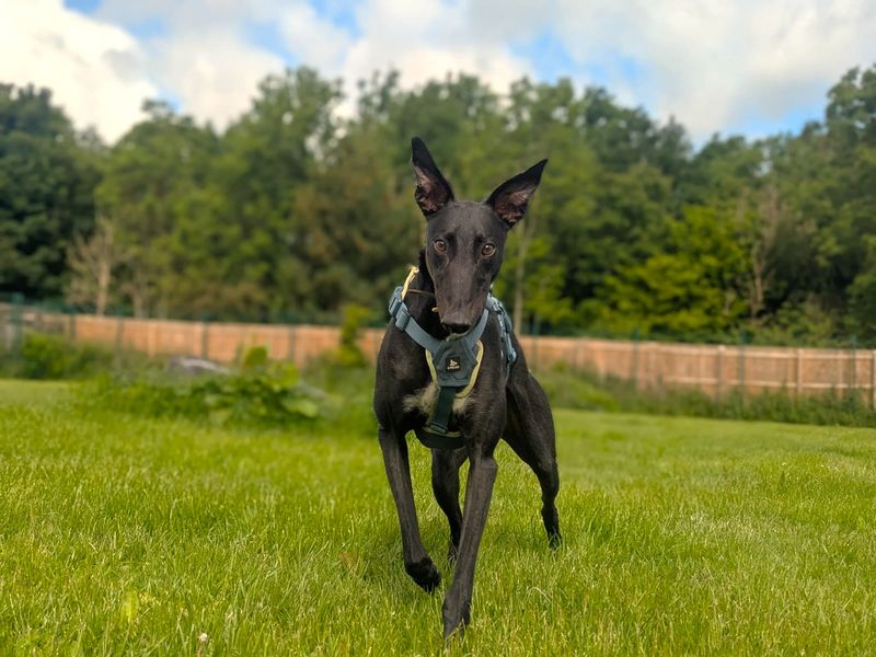 Layton Longlegs | Greyhound | West Calder (Edinburgh) - 14