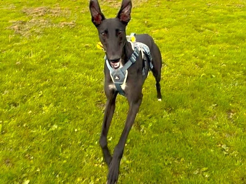 Layton Longlegs | Greyhound | West Calder (Edinburgh) - 10